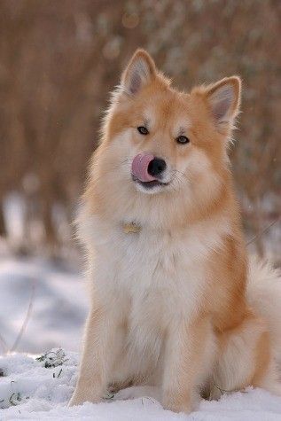 The Icelandic sheepdog is one of the oldest dog breeds in the world, and is the only native dog of Iceland. The breed was initially brought to the country by the Vikings, and thus is known as the "dog of the Vikings." After plague and distemper ravaged the breed in the late 19th century, the breed bordered on extinction. Interested parties took it upon themselves to preserve the majestic pup and enabled it to make a comeback. It is now an officially recognized member of the AKC's Herding Group. Sheepdog Breeds, Medium Sized Dogs Breeds, Icelandic Sheepdog, Adorable Puppies, Lovely Animals, Beautiful Dog, Amazing Animals, Dog Stuff, Beautiful Dogs