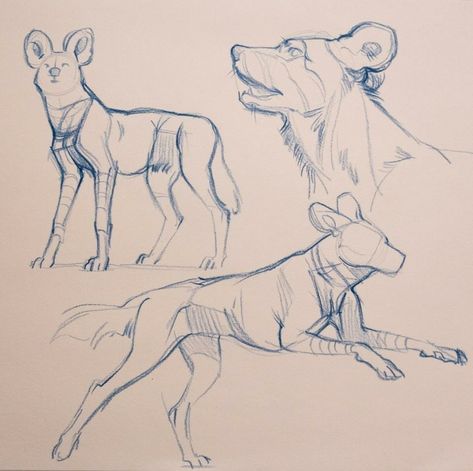 African wild dog African Wild Dog Running, African Wild Dog Sketch, Devinellekurtz Art, Dog Pose Drawing, Dog Anatomy Reference, African Wild Dog Art, African Wild Dog Drawing, Dog Anatomy Drawing, Wild Dog Drawing