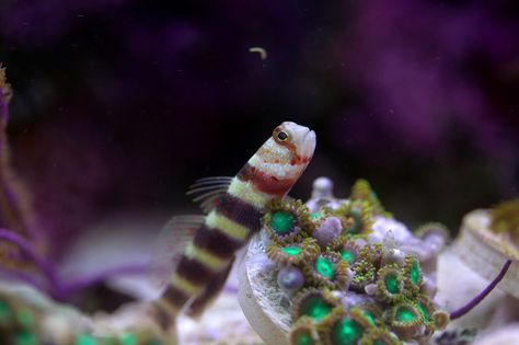 A Beginner's Guide to Pico Reefs - Marine Depot Blog Never Satisfied, Reef Tanks, Coral Fish, Reef Aquarium, Reef Tank, Saltwater Aquarium, Clown Fish, Ghost In The Shell, Underwater World