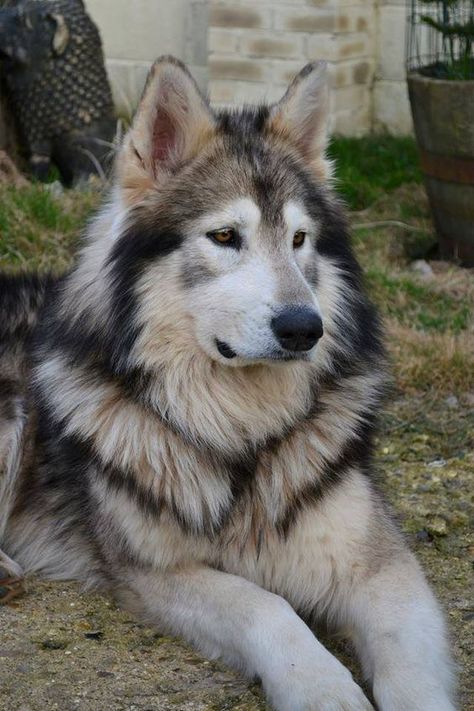 Northern Inuit Dog. Bred to look like a wolf, this is the breed they used on Game of Thrones for the direwolves  Fascinating Pictures (@Fascinatingpics) | Twitter Wolf Like Dogs, Utonagan Dog, Northern Inuit, Northern Inuit Dog, Wolf Dogs, Dog Wolf, Anatolian Shepherd, English Mastiff, Beautiful Dog