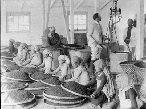 Woman workers cleaning tea leaves in factory in Darjeeling, India 1865 Tea Processing, Tea Pictures, Reading Tea Leaves, Darjeeling Tea, Tea History, British India, Tea Estate, Mughal Empire, History Of India