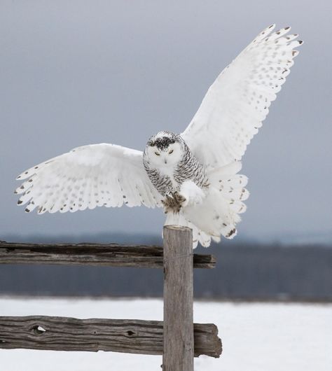 Jim Zuckerman's Blog Owl Wings, Owl Photography, Winter Owl, Snow Owl, Owl Photos, Owl Pictures, Beautiful Owl, White Owl, Owl Bird