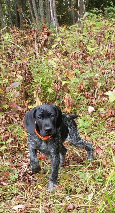 Black GSP Genetic fault GSPs are never black. Poor breeding and genetics out every time. Black Gsp, German Shorthaired Pointer Black, German Shorthaired Pointer Training, German Short Haired Pointer, Gsp Dogs, Gsp Puppies, Short Haired Pointer, German Shorthair Pointer, Shorthair Pointer