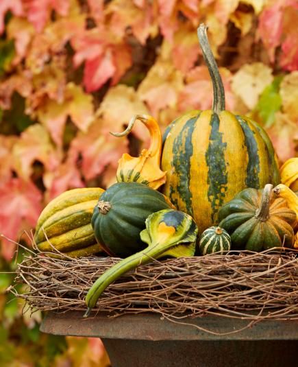 Gourd grouping: A grapevine wreath elevates a mound of striped gourds and pumpkins in a fall display it takes only minutes to assemble.: Cozy Fall Vibes, Easy Diy Home Decor, Small Glass Vases, Autumn Display, Stacked Pumpkins, How To Make Lanterns, Elegant Centerpieces, Pumpkin Colors, Fall Projects