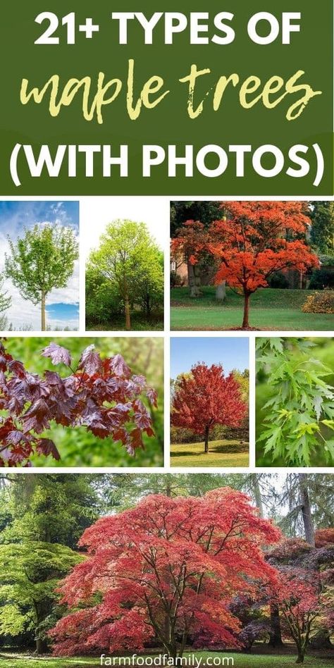 21 Types Of Maple Trees (Leaves, Bark) With Pictures & Identification Types Of Maple Trees, Tree Identification Chart, Trees Types, Maple Tree Varieties, Tree Leaf Identification, Identifying Trees, Autumn Blaze Maple, Leaf Identification, Trees For Front Yard