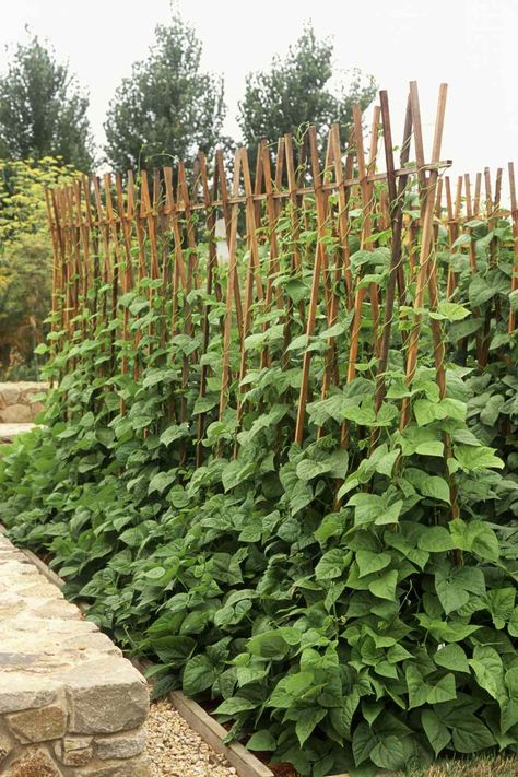 Growing Green Beans Trellis, Pole Bean Trellis, Green Bean Trellis, Bean Trellis, Vegetable Trellis, Diy Garden Trellis, Vertical Vegetable Garden, Vertical Herb Garden, Pole Beans