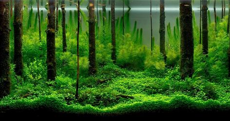 Read more about aquascaping news, product reviews, and tips for aquascaping freshwater planted aquariums. Aquarium Wallpaper, Aquarium Poster, Aquarium Architecture, Fish Tank Themes, Tank Wallpaper, Fish Background, Fresh Water Fish Tank, Aquarium Landscape, Aquascape Aquarium