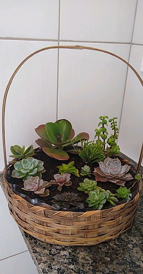 Succulent Garden Design, Succulent Bouquet, Succulent Garden Diy, Basket Planters, Succulent Garden, Succulents Garden, Rock Garden, Decorative Wicker Basket, Vegetable Garden