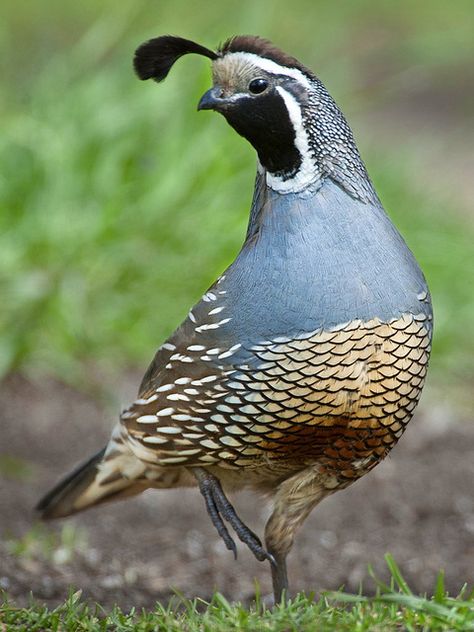 Published by ER Post on Flickr. This is a California Quail (Callipepla californica), photographed in Kern County, California. Gambels Quail, Quail Bird, California Quail, Quails, Bird Sitting, Game Birds, Victoria Bc, Exotic Birds, Pretty Birds