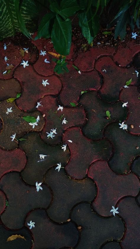 #whiteflowers #flower #aesthetic Flowers Indian Aesthetic, Indian Flowers Aesthetic, Indian Rain Aesthetic, Rain Flowers Aesthetic, Wallpapers Calming, Plant Snap, Fallen Flowers, Insta Layout, Indian Flowers