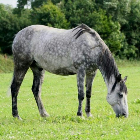 Dappled grey horse, grazing Horses Colors, Dapple Grey Horse, Horse Grazing, Dapple Grey Horses, Grey Horses, Gray Horse, Farmhouse Grey, Horse Coat Colors, Autoimmune Disorders