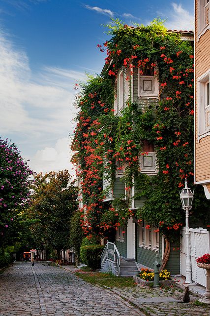 Flowers line the houses along the street leading towards Hagia Sophia and the Blue Mosque | Istanbul, Turkey Blue Mosque Istanbul, The Blue Mosque, Gardens Flowers, Vision Photography, Blue Mosque, Hagia Sophia, Turkey Travel, Africa Travel, Istanbul Turkey