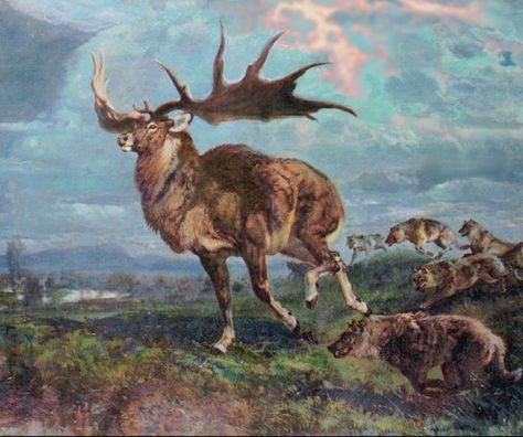 Irish elk attempting to escape from a pack of wolves. Megaloceros Giganteus, Irish Elk, Deer Species, Prehistoric Wildlife, Dinosaur Pictures, Prehistoric World, Deer Stand, Deer Family, Ancient Animals