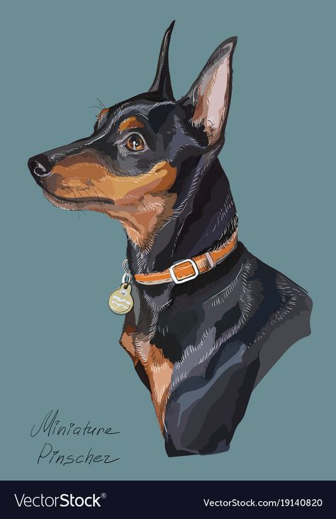 Dog Drawing Illustration, Miniature Pinscher Art, Miniature Doberman Pinscher, Miniature Doberman, Comic Book Wallpaper, Pincher Dog, Dog Portraits Painting, Botanical Line Drawing, Miniature Pinscher