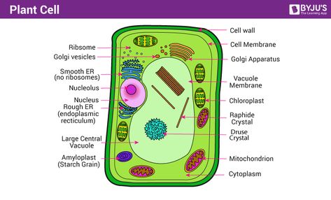 Plant cell - Class 11 biology Important Diagram Plant Cell Functions, Plant Cell Parts, Plant Cell Organelles, Cell Parts And Functions, Cell Definition, Plant Cell Diagram, Plant Cell Structure, Function Diagram, Nuclear Membrane