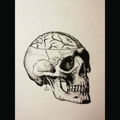 Skull With Brain Drawing, Skull Brain Tattoo, Draw A Brain, Skull With Brain, Skull And Brain, Brain Drawing, Brain Tattoo, Brain Illustration, Half Skull