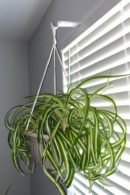 No Drill Hanging Plants, Easy Way To Hang Curtains, Toilet Curtain, Kitchen Window Plants, Organization Notebook, Window Moulding, Hang Plants, Window Plant Shelf, Plants Hanging