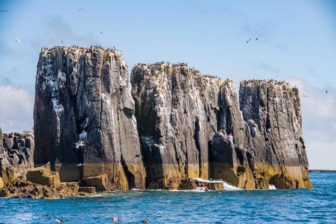 The Pinnacles, Staple Island, Farne Islands, Northumberland. Farne Islands, Travel Time, England Uk, Uk Travel, Travel Information, Beautiful Views, Time Travel, Soundtrack, Painting Ideas