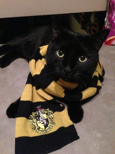 harry potter hufflepuff | Black cat with Hufflepuff pride. | Harry Potter Hufflepuff Harry Potter, Harry Potter Harry, Hufflepuff Pride, Harry Potter Universal, Harry Potter World, Black Cat, Harry Potter, Black