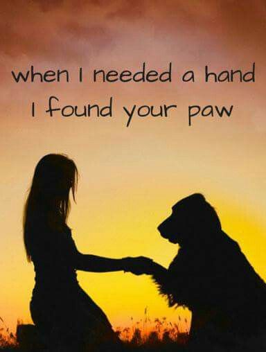 When I needed a hand I found your paw A Girl And Her Dog, Girl And Her Dog, Airedale Terrier, Memes Humor, Golden Retrievers, Animal Quotes, Dog Quotes, Mans Best Friend, 귀여운 동물