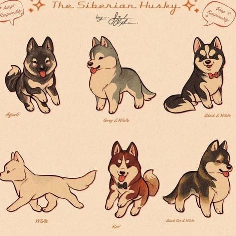 Drawings Of Puppies, Drawing Husky, Siberian Husky Colors, Dog Base, Husky Clipart, Siberian Dog, Dog Oc, Dog Breeds Chart, Husky Art