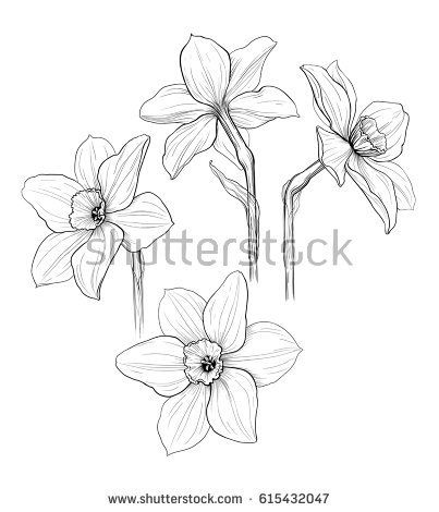 Jonquil Flower Drawing, Narcissus Flower Drawing, White Narcissus Flower, Jonquil Flower, Daffodil Drawing, White Narcissus, Frühling Wallpaper, Flower Black And White, Pencil Drawings Of Flowers