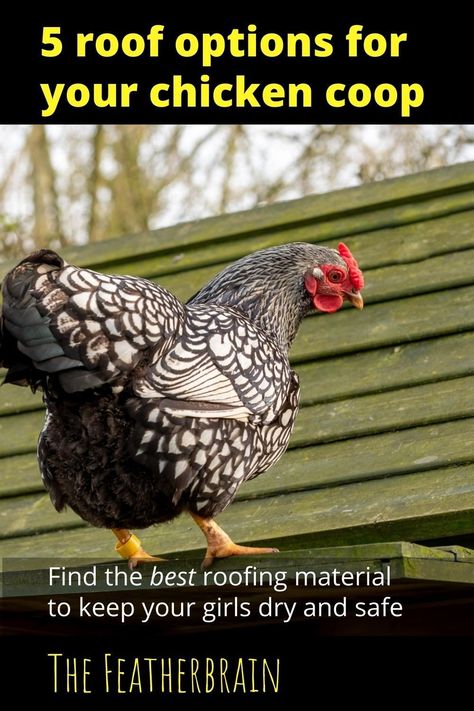 When building a chicken coop, you can both make your roof with the best materials and keep it cheap and easy. Check out these ideas on how to DIY the perfect roof for your girls. Cute Chicken Coop Ideas, Chicken Coop Roof, Chicken Egg Laying, Chicken Coop Hacks, Chicken Coop Bedding, Cheap Roofing, Easy Diy Chicken Coop, Roof Options, Cheap Chicken Coops