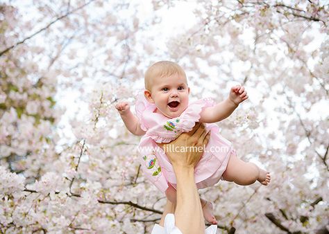 the state capitol is the perfect place for spring portraits with cherry blossoms Apple Tree Garden, Blossom Photoshoot, Evergreen Tree Tattoo, Family Tree Quilt, Apple Tree Photography, Flowers Photoshoot, Family Tree For Kids, Cherry Blossom Pictures, Spring Family Pictures