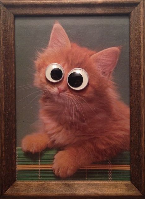 Fact: Googly eyes make everything better. Googly Eye Crafts, Googley Eyes, Cat Birthday Party, Simple Object, Funny Phone Wallpaper, Googly Eyes, Kids App, Creature Feature, Teds Woodworking