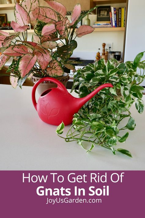 Do you have tiny black flies on houseplants? Pesty fungus gnats are most commonly a result of overwatering. This details what causes fungus gnats, as well as how to get rid of gnats in soil, the natural way. Gnats in houseplants rarely do damage, but they can be an annoyance. Learn how to get rid of gnats in indoor plants, & how to prevent fungus gnats. We want to keep our houseplants pest free! How To Get Rid Of Plant Flies, Get Rid Of Gnats In House Plants, Plant Gnats, How To Kill Gnats, Gnats In House Plants, Indoor Plant Care Guide, How To Get Rid Of Gnats, Fungus Gnats, Easy Indoor Plants