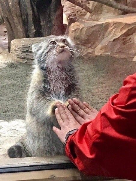 Manul Cat, Cars Pictures, Small Wild Cats, Pallas's Cat, Pretty Animals, Silly Animals, Funny Cute Cats, Silly Cats, Cute Cars