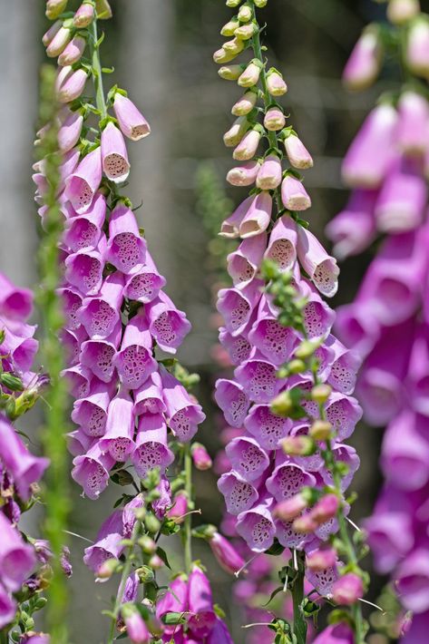 Flowers That Look Like Bells, Bell Orchid, Funky Florals, Bell Shaped Flowers, Botanical Images, Coral Bells Heuchera, Bell Flowers, Grow Flowers, Coral Bells