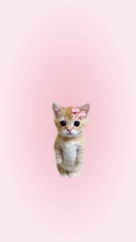 Pink Kitten Wallpaper, Pink Kitty Wallpaper, Coquette Pictures, Cutesy Wallpaper, Pale Pink Wallpaper, Paw Wallpaper, Peeking Cat, Kitten Wallpaper, Cat Emoji