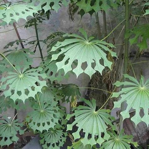 Succulent Garden Outdoor, Eastern Redbud, Orchid Leaves, Weird Plants, Permaculture Design, Concentric Circles, Unusual Plants, Unusual Flowers, Easy Plants