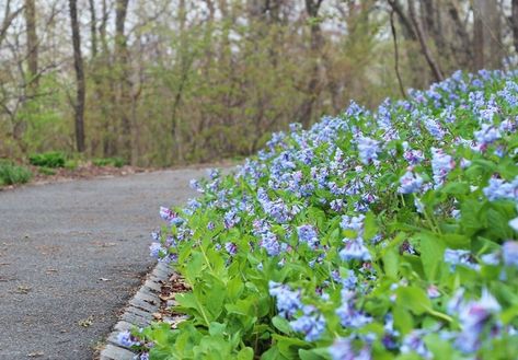 Mertensia Virginica, Virginia Bluebells, Shade Garden Design, Orchard Garden, Shade Garden Plants, White Flower Farm, Gardening Zones, Native Plant Gardening, Shade Perennials