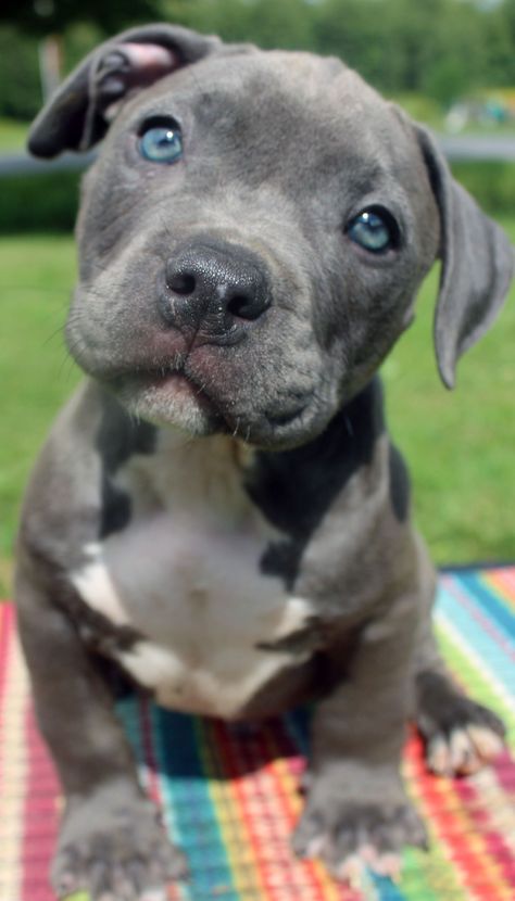 Silver Pitbull, Pit Bull Puppies, Pitbull Puppy, Dream Dog, Adorable Puppies, Pitbull Puppies, Pit Bulls, American Bully, Cute Dogs And Puppies