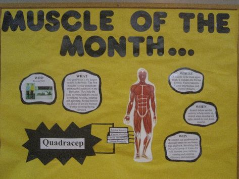 Muscle of the Month Image Pe Bulliten Boards, Physical Therapy Bulletin Board, Physical Therapy Bulletin Board Ideas, Physical Education Bulletin Boards, Teachers Office Decor, Pe Bulletin Boards, School Nurse Office Decorations, Kids Therapy, Door Bulletin Boards