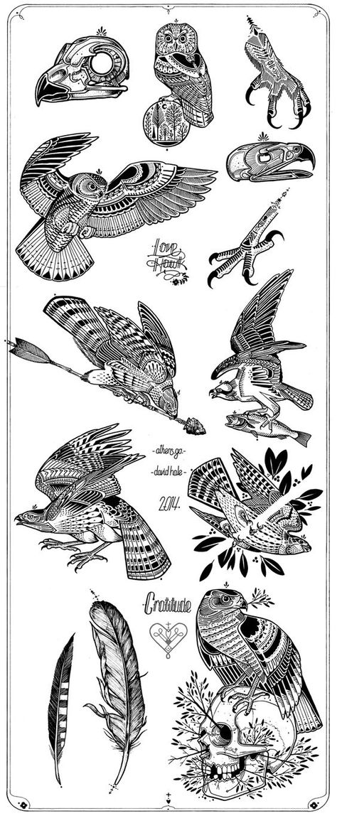 Love Hawk Tattoo, Hawk Illustration Drawings, Falcon Tattoo Design, Hawk Tattoo Design, Tattoo Hawk, Hawk Illustration, David Hale Tattoo, Bird Of Prey Tattoo, Hawk Design