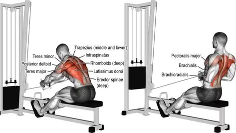 Seated Cable Rows Back Workout Program, Back Workout Bodybuilding, Push Pull Workout, Good Back Workouts, Cable Workout, Cable Row, Weight Training Workouts, Popular Workouts, Back And Biceps