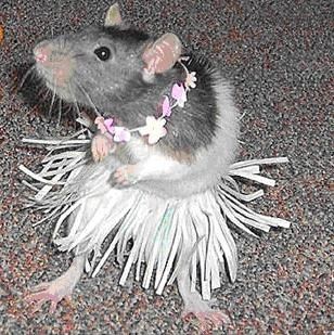 mice in clothes images | Unlikely Animals Wearing Clothes! Seanan Mcguire, Rattus Rattus, Animal Dress Up, Mascaras Halloween, Funny Rats, Funny Mouse, A Rat, Cute Rats, Animal Costumes