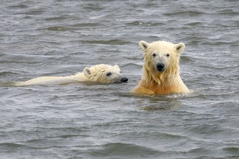 Feb 27, 2021 is International Polar Bear Day! #arctic #arcticanimals #climatechange #globalwarming #polarbears #woodwyld Poetic Names, Polar Bear Names, Bear Species, Bear Names, Arctic Animals, Human Interaction, Marine Mammals, White Bear, Polar Bears