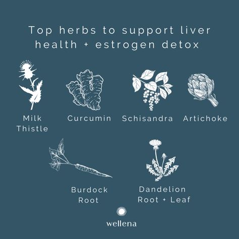 Liver Cleanse Smoothie, Herbs For Liver, Liver Herbs, Healthy Liver Diet, Kidney Detox, Cleanse Your Liver, Too Much Estrogen, Cycle Syncing, Liver Diet