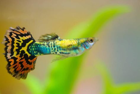 Tropical Freshwater Fish, Guppy Fish, Aquascape Aquarium, Irregular Patterns, Rainbow Fish, New Picture, Black Pigment, Beautiful Fish, Tag Your Friends