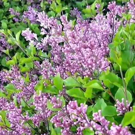 Miss Kim Lilac, Peach Landscape, Colored Flowers, Sweet Peach, Lilac Color, Nurseries, Outdoor Living Space, Green Leaves, The Garden