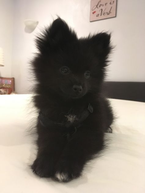 Black Fluffy Puppy, Black Pomeranian Puppies, Boo Puppy, Small Black Dog, Baby Pomeranian, Black Pomeranian, Cute Small Dogs, Black Puppy, Dog Mommy