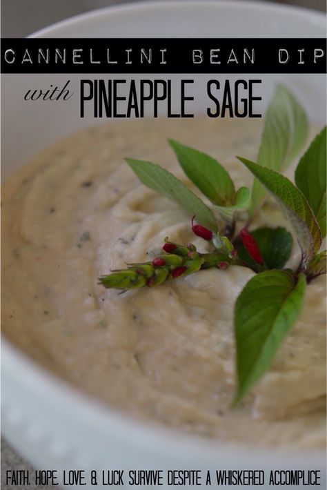 Cannellini Bean Dip with Pineapple Sage | Faith, Hope, Love, and Luck Survive Despite a Whiskered Accomplice Pineapple Sage Plant, Cannellini Bean Dip, Sage Recipes, Cannellini Bean, Sage Plant, Pineapple Sage, Herb Recipes, Bean Dip, Herbal Recipes