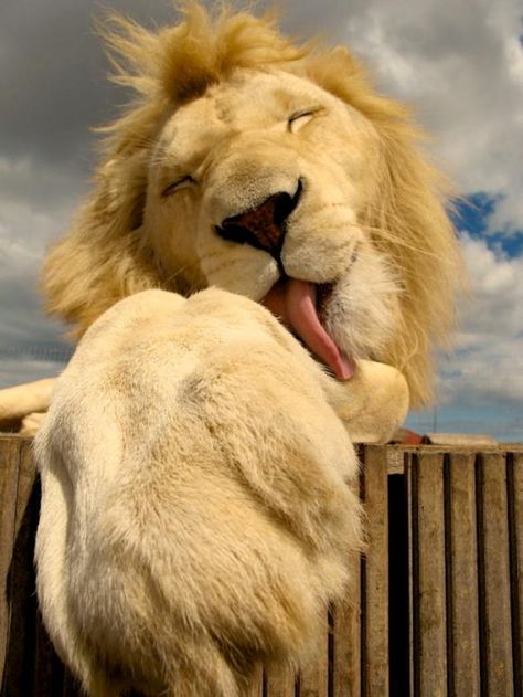 Lions can be cute ,too ! Il Re Leone, Animal Planet, The Animals, Animal Photo, Beautiful Cats, 귀여운 동물, Big Cats, Beautiful Creatures, Animal Kingdom