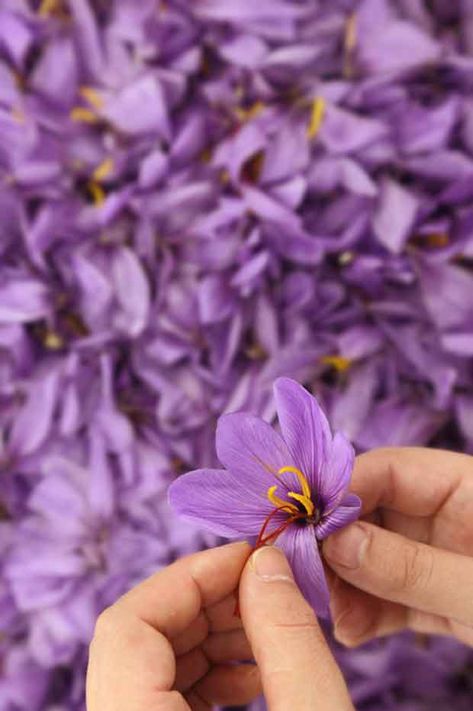 Behind the scenes on the saffron harvest at Wynyard Estate in Central Otago’s Teviot Valley Saffron Harvest, Saffron Health Benefits, Growing Saffron, Benefits Of Saffron, Autumn Crocus, Saffron Tea, Saffron Benefits, Crocus Sativus, Saffron Crocus