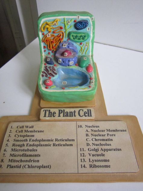 Plant Cell with Key by Ballerinatwin3 Plant Cells Project Ideas, 3d Cell Project, Plant Cell Cake, 3d Plant Cell, Edible Cell Project, 3d Animal Cell, Plant Cell Project, Edible Cell, Plant Cell Diagram