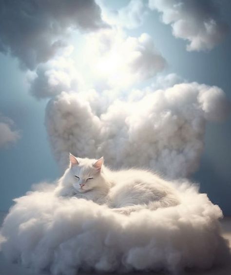 Cat Cloud, Angel Cats, Cat And Cloud, How To Cat, Söt Katt, Therapy Animals, Angel Cat, Jules Verne, Cat Icon